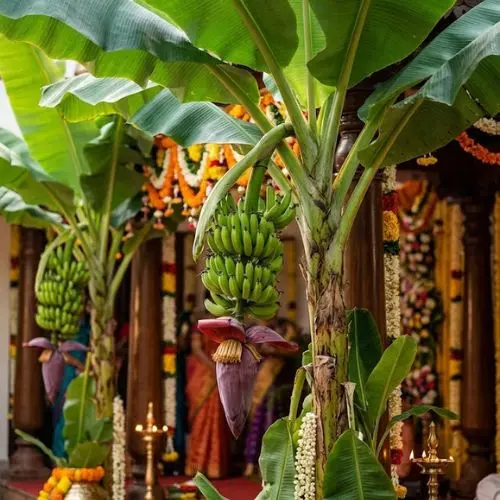 Banana tree