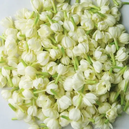 White jasmine flowers